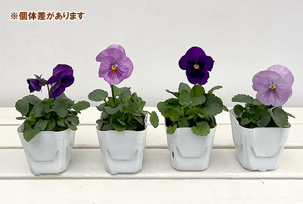 [送料無料]パンジー：パシオ　クリアラベンダー3-3.5号ポット