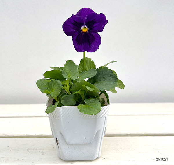[送料無料]パンジー：パシオ　クリアラベンダー3-3.5号ポット