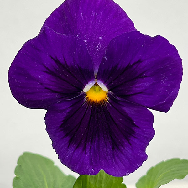 [送料無料]パンジー：パシオ　クリアラベンダー3-3.5号ポット