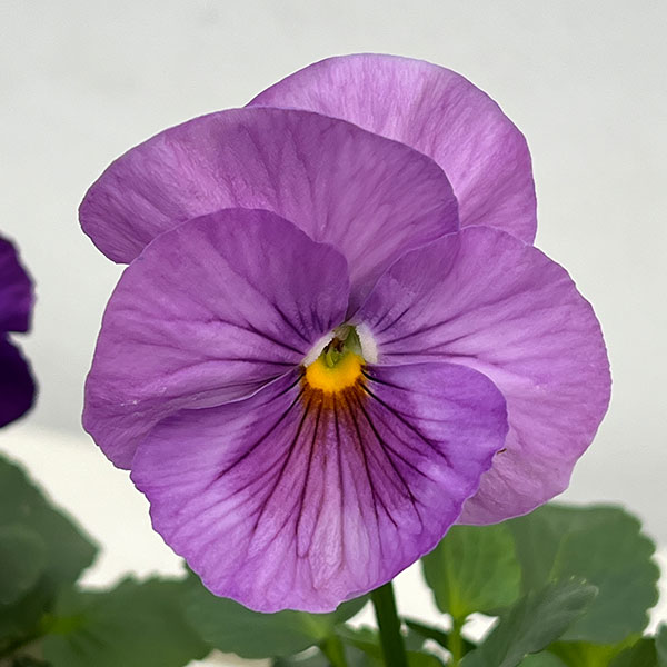 [送料無料]パンジー：パシオ　クリアラベンダー3-3.5号ポット