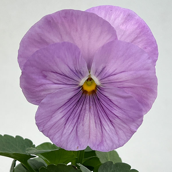 [送料無料]パンジー：パシオ　クリアラベンダー3-3.5号ポット