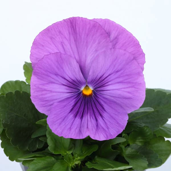 [送料無料]パンジー：パシオ　クリアラベンダー3-3.5号ポット