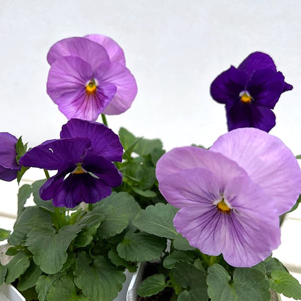 [送料無料]パンジー：パシオ　クリアラベンダー3-3.5号ポット