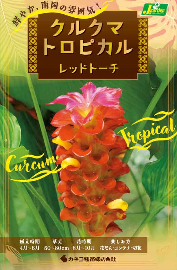 [26年3月中下旬予約]クルクマ：トロピカル レッドトーチ 1球入り
