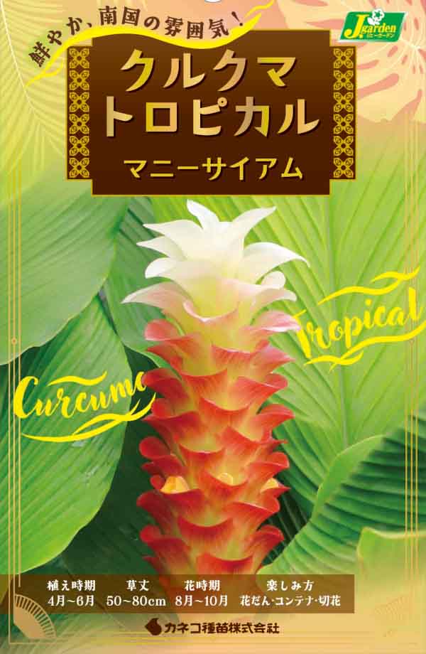 [26年3月中下旬予約]クルクマ：トロピカル マニーサイアム 1球入り