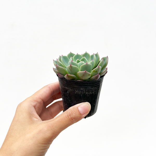 エケベリア:七福美尼 2号ポット