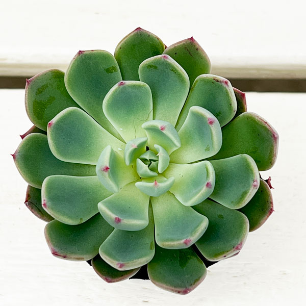 エケベリア:七福美尼 2号ポット