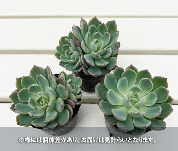 エケベリア:七福美尼 2号ポット