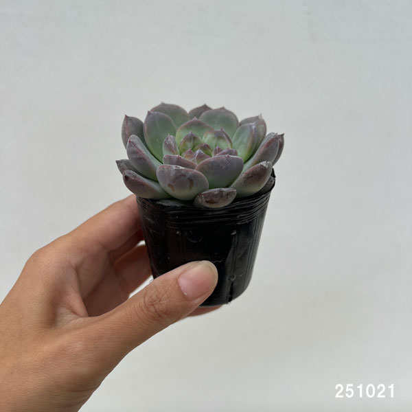 エケベリア:クリスタルレイク 2号ポット