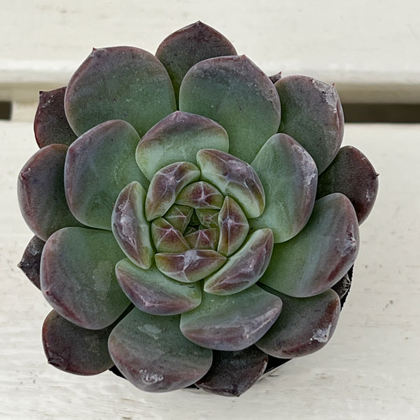 エケベリア:クリスタルレイク 2号ポット