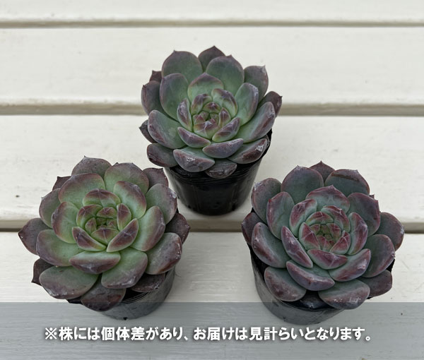 エケベリア:クリスタルレイク 2号ポット