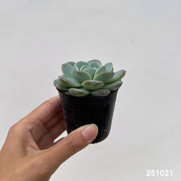 エケベリア：ホワイトオレンジ　2号ポット