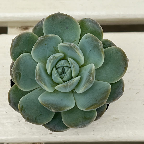 エケベリア：ホワイトオレンジ　2号ポット