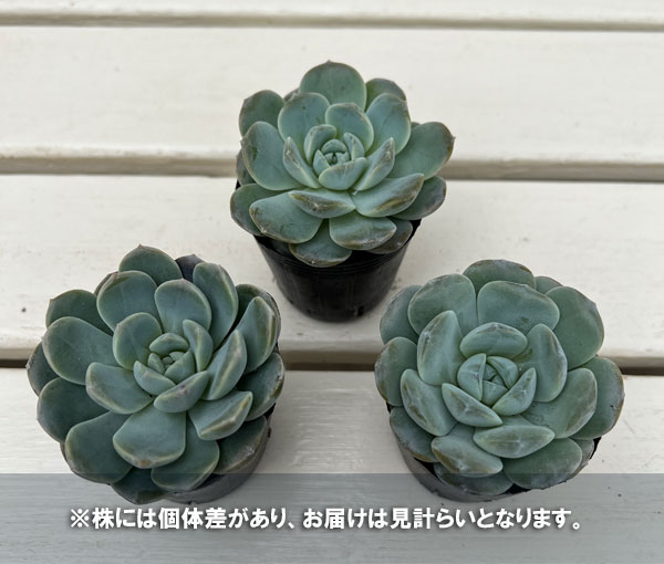 エケベリア：ホワイトオレンジ　2号ポット