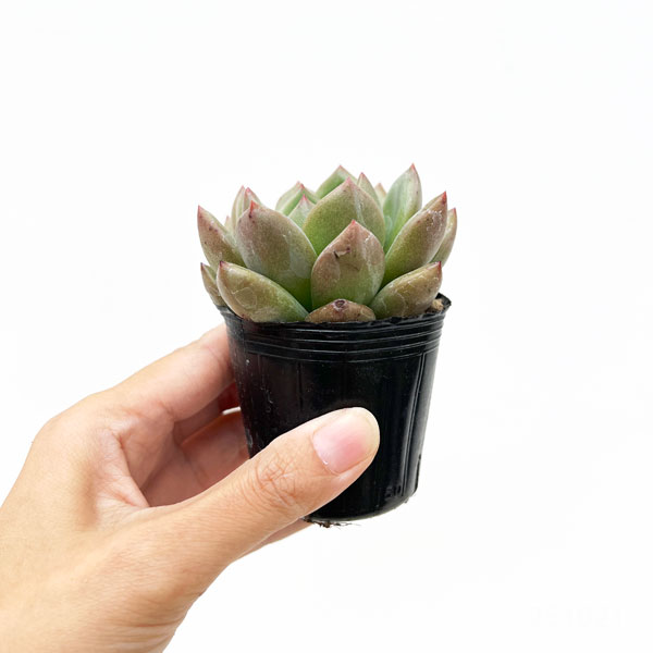 エケベリア:シャンパーニュ 2号ポット