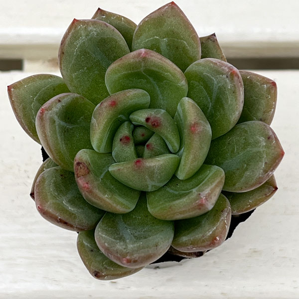 エケベリア:シャンパーニュ 2号ポット