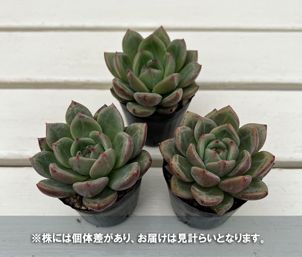 エケベリア:シャンパーニュ 2号ポット