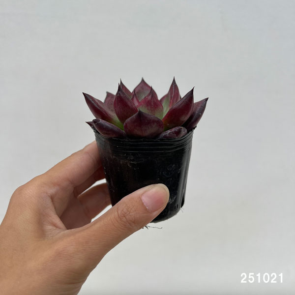 エケベリア:アクエリアス 2号ポット