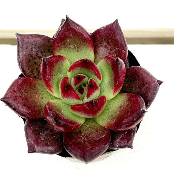 エケベリア:アクエリアス 2号ポット