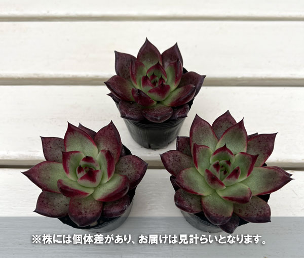 エケベリア:アクエリアス 2号ポット