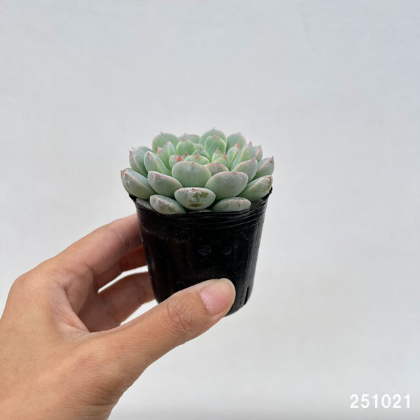 エケベリア:セブンフェアリー 2号ポット