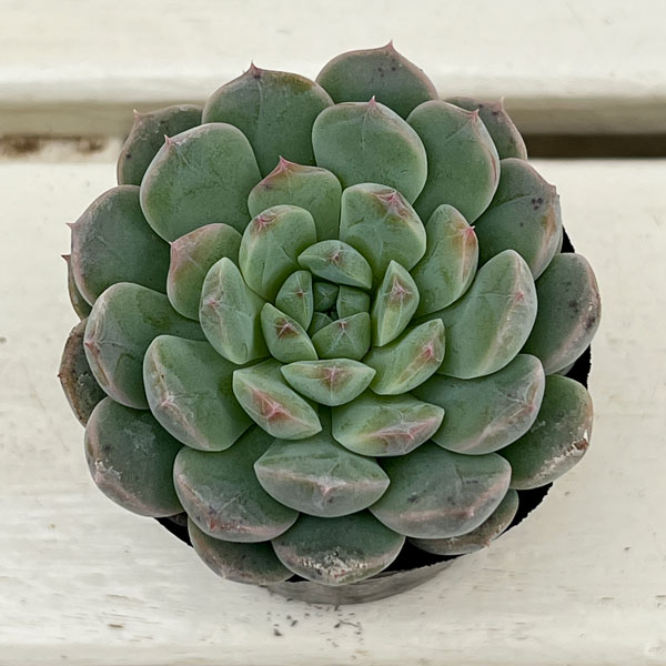 エケベリア:セブンフェアリー 2号ポット