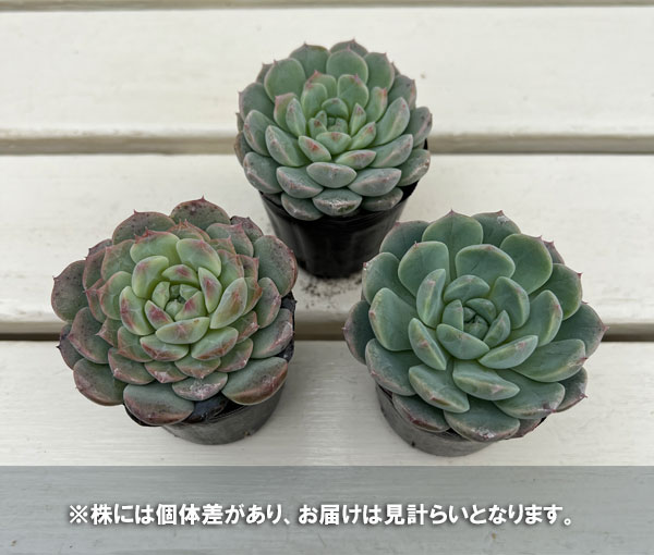 エケベリア:セブンフェアリー 2号ポット