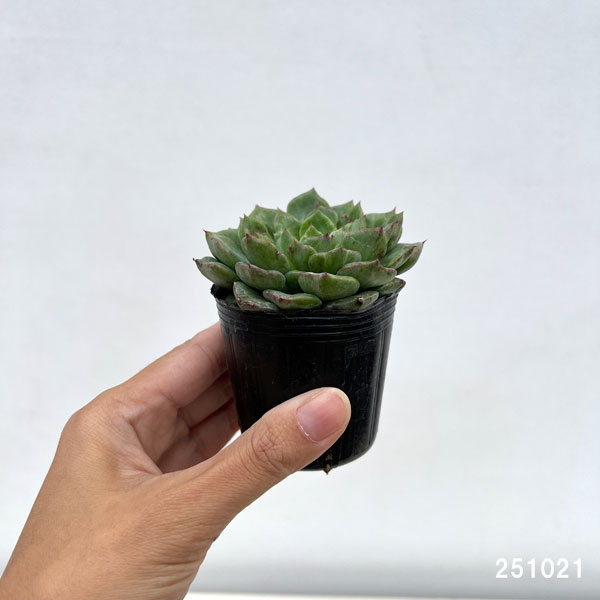 エケベリア:アングリーバード 2号ポット