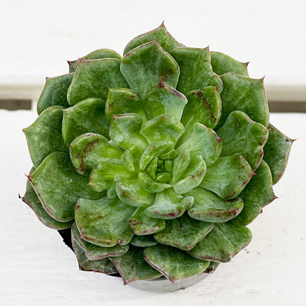 エケベリア:アングリーバード 2号ポット