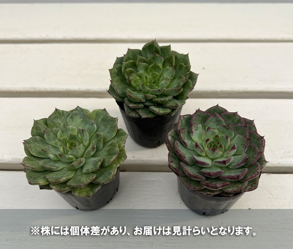 エケベリア:アングリーバード 2号ポット