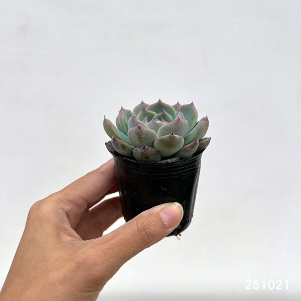 エケベリア:エリークイーン 2号ポット