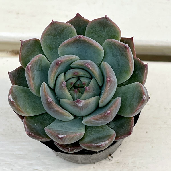 エケベリア:エリークイーン 2号ポット