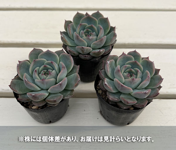 エケベリア:エリークイーン 2号ポット