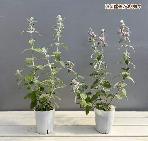 ブッドレア：クリスパ3～3.5号ポット