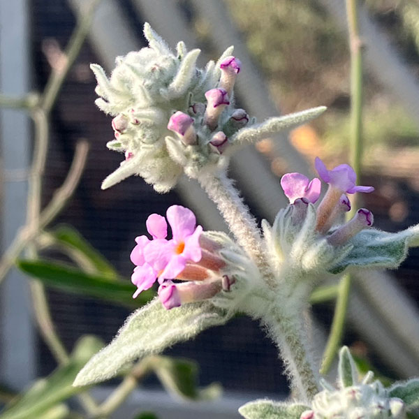 ブッドレア:クリスパ3~3.5号ポット