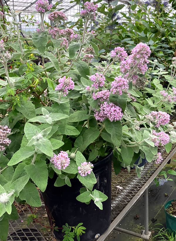 ブッドレア:クリスパ3~3.5号ポット