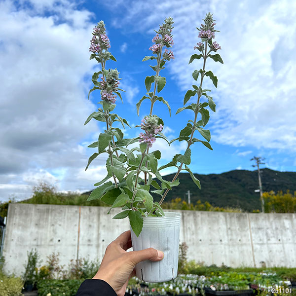 ブッドレア:クリスパ3~3.5号ポット