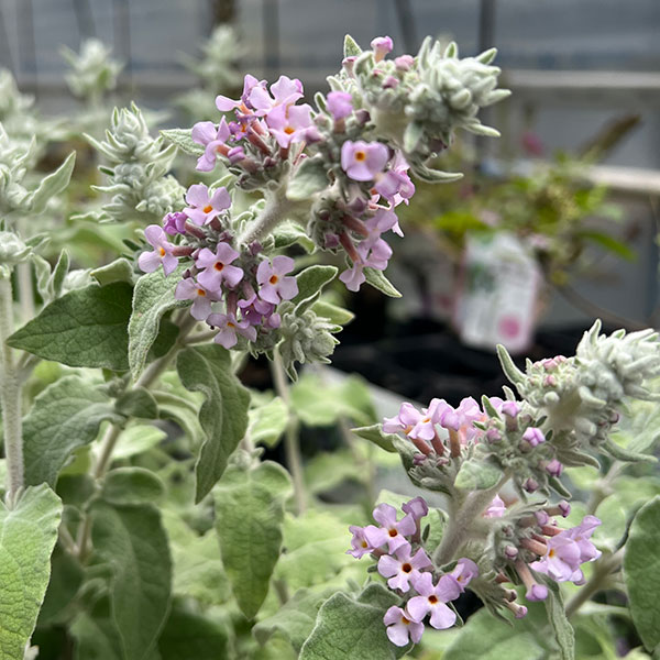 ブッドレア:クリスパ3~3.5号ポット