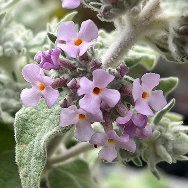 ブッドレア:クリスパ3~3.5号ポット