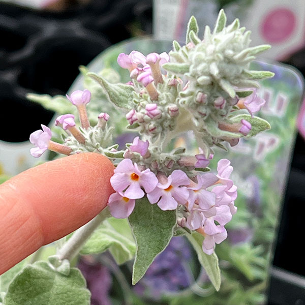 ブッドレア:クリスパ3~3.5号ポット