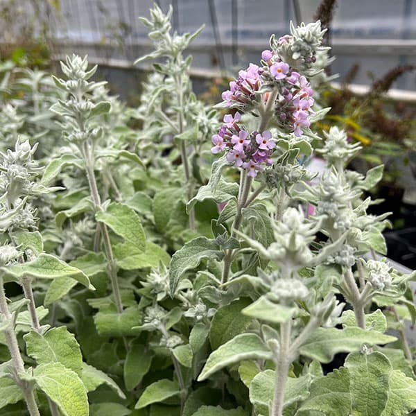 ブッドレア:クリスパ3~3.5号ポット