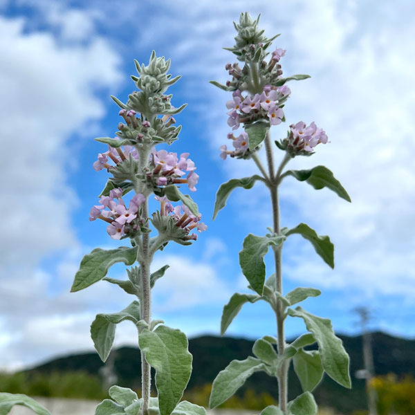 ブッドレア:クリスパ3~3.5号ポット