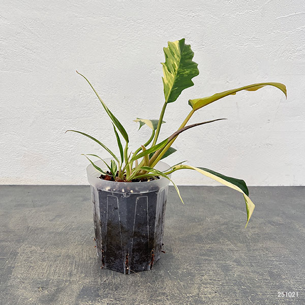 フィロデンドロン：キャラメルマーブル　斑入り　4号鉢植え25-02