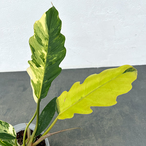 フィロデンドロン：キャラメルマーブル　斑入り　4号鉢植え25-02