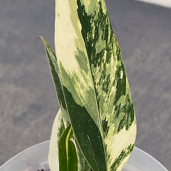 フィロデンドロン：キャラメルマーブル　斑入り　4号鉢植え25-02