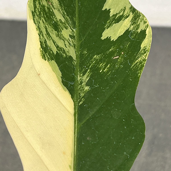 フィロデンドロン：キャラメルマーブル　斑入り　4号鉢植え25-02