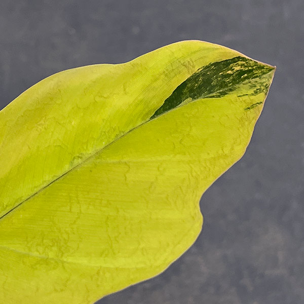 フィロデンドロン：キャラメルマーブル　斑入り　4号鉢植え25-02