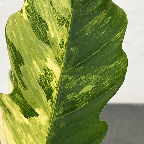 フィロデンドロン：キャラメルマーブル　斑入り　4号鉢植え25-02