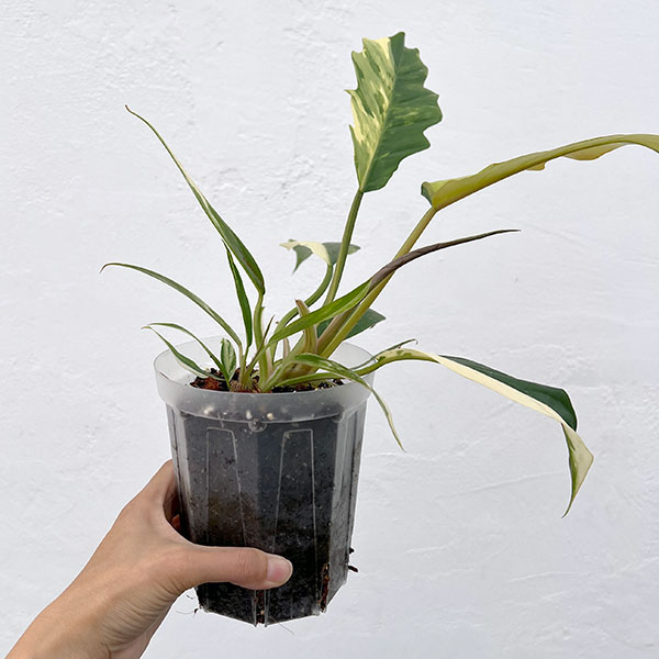 フィロデンドロン：キャラメルマーブル　斑入り　4号鉢植え25-02