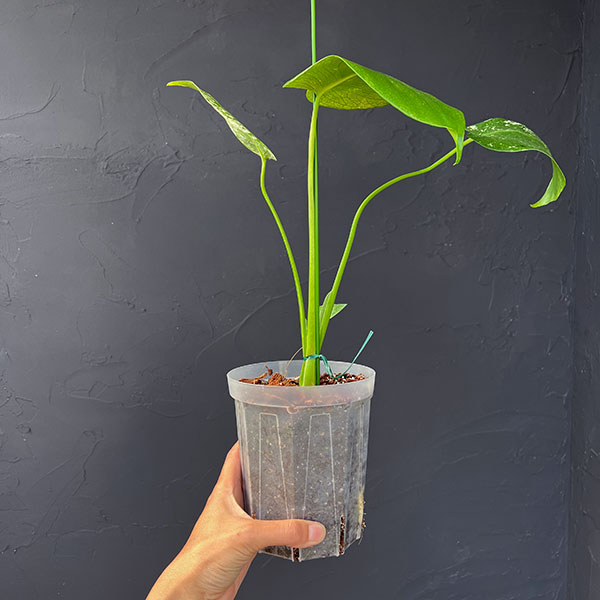 モンステラ：ホワイトモンスター　4号鉢テルノソイル植え25-01